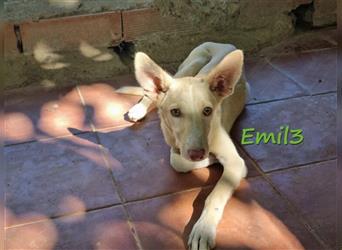 Emil3 02/21 (ES) - verschmuster und sozialer Podenco (Mix)