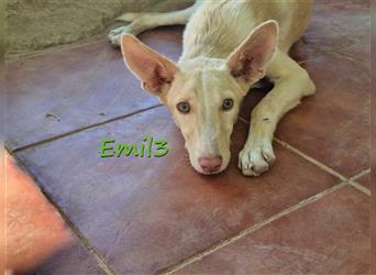 Emil3 02/21 (ES) - verschmuster und sozialer Podenco (Mix)