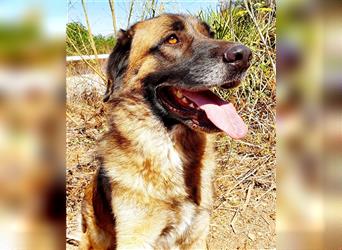 Junghund Phortos sucht liebevolle Naturfreunde