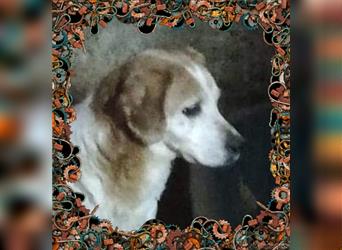 MARCO - sehr sanfter, lieber Beagle-Mix - wünscht sich so sehr ein liebevolles Zuhause für immer!