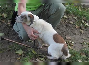 Als Welpe ins Tierheim in Polen, und dieses nie mehr verlassen, 8 Jahre TH sind genug