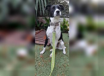 Border Collie Terrier Mix Hündin FANIA,ein Engel auf der Erde