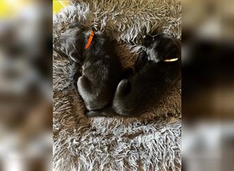 Labradorwelpen  Schwarz, entwurmt, gechipt, geimpft