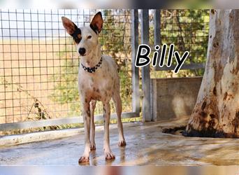 Möchten Sie Ihr Leben mit Billy teilen?