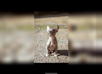 *ZAUBERHAFTE* Chinese Crested Frenchies