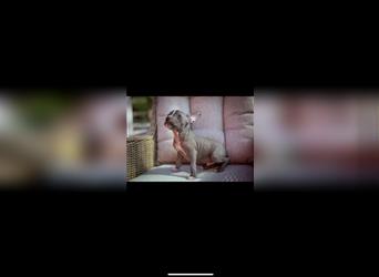Chinese Crested Frenchie **Hutch**