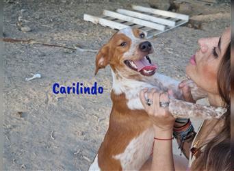 Carilindo 09/21 (ES) - menschenbezogen und sehr verschmust