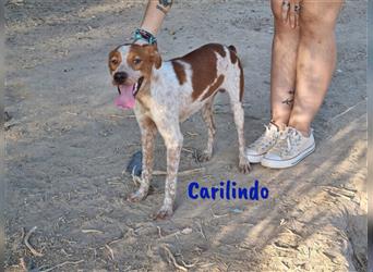 Carilindo 09/21 (ES) - menschenbezogen und sehr verschmust