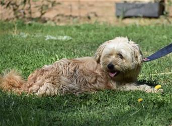 Josef - Aktiver Westie-Cairn-Terrier-Mischling, ca. 01.2020 geboren