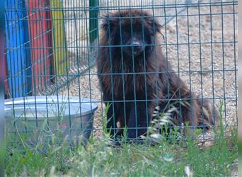 Arzu - Chow Chow Junghundrüde, geb. ca. 2022, sucht Freunde dieser Rasse