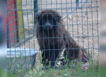 Arzu - Chow Chow Junghundrüde, geb. ca. 2022, sucht Freunde dieser Rasse