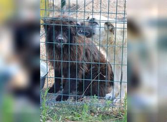 Arzu - Chow Chow Junghundrüde, geb. ca. 2022, sucht Freunde dieser Rasse