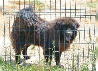 Arzu - Chow Chow Junghundrüde, geb. ca. 2022, sucht Freunde dieser Rasse