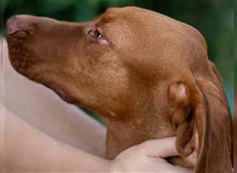 Rino-Traumhund, der extrem freundlich im Umgang mit allen anderen Hunden, aber auch mit Menschen und