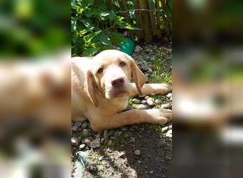 Medium Labradore 4 Monate Stammbaum Stubenrein Vorerzogen zur Abgabe