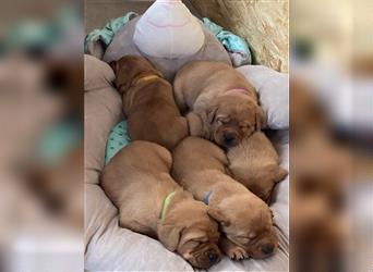 Wurfankündigung Labrador Welpen foxred - zugelassene Zuchtstätte DRC