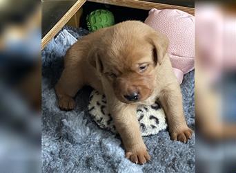 Wurfankündigung Labrador Welpen foxred - zugelassene Zuchtstätte DRC