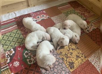 Reinrassige Weiße Schweizer Schäferhund Welpen mit Papieren