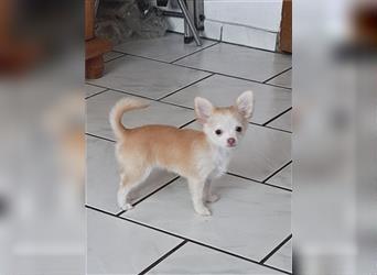 Bezaubernders Chihuahua Mädchen sucht ein neues Zuhause