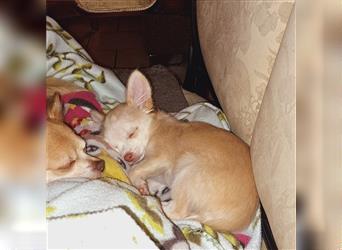 Bezaubernders Chihuahua Mädchen sucht ein neues Zuhause