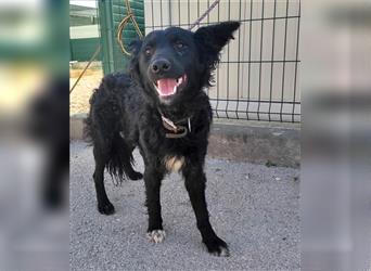 Fröhlicher Kroatischer Schäferhund Mischlings  Rüde Bubek sucht sein Zuhause