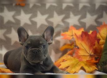 Zuckersüße und freiatmende Französische Bulldogge Babys suchen neue Sofaplätze