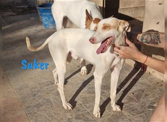 Suker 03/21 (ES) - sozialer und sensibler Podenco-Mix