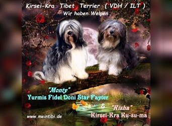 Kirsei-Kra Tibet Terrier Welpe Hündin Mara ( VDH / ILT )