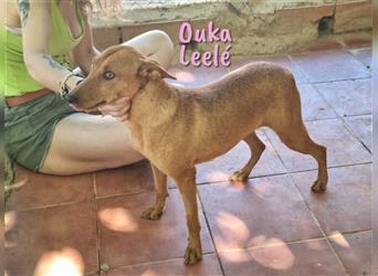 Ouka Leelé 10/20 (ES) - verschmuste und soziale Podenca