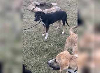 Mogli - der Herzenshund, sucht sein Zuhause, Mischling