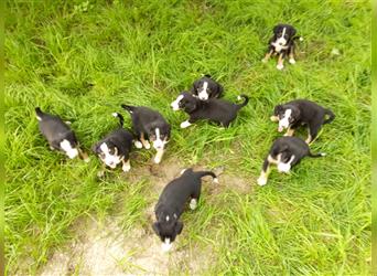 Wurfankündigung Juni '23: Entlebucher Sennenhund-Welpen "vom Zwergenstübchen" mit Ahnentafel