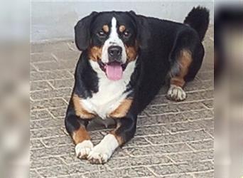 Wurfankündigung: Entlebucher Sennenhund-Welpen "vom Zwergenstübchen" mit Ahnentafel
