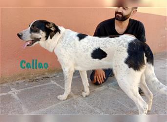 Callao 01/22 (ES) - gesellig, verträglich und verspielt