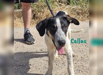 Callao 01/22 (ES) - gesellig, verträglich und verspielt