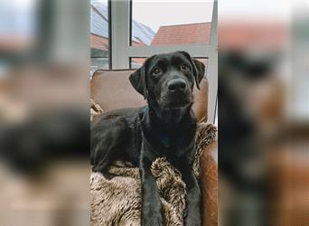 ausgeglichene, gesunde, schwarze Labrador Hündin 2 Jahre
