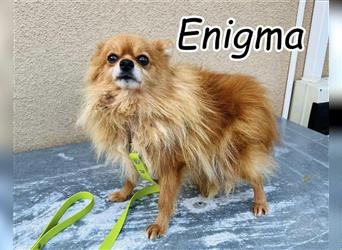 Möchten Sie Enigma ihren wohlverdienten Lebensabend und ein kuscheliges Hundekörbchen bieten?