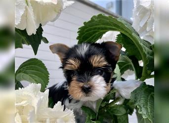 Biewer Yorkshire Terrier