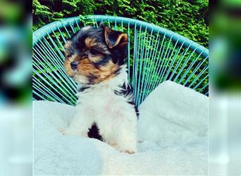 Biewer Yorkshire Terrier