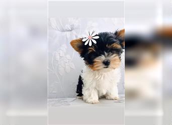 Biewer Yorkshire Terrier