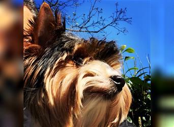 Biewer Yorkshire Terrier