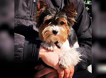 Biewer Yorkshire Terrier