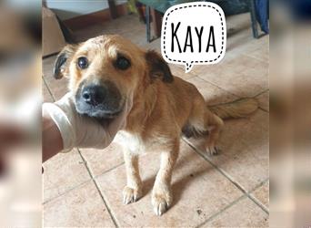 Kaya ein Hund zum lieb haben