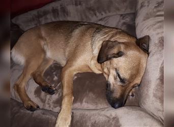 Luna und Ricky - Notfall wg. schwerer Krankheit der Besitzerin – Hundepärchen (Hündinnen)
