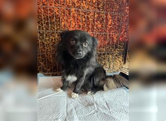 Chio - Spitz-Mischling, Junghund, lieber Rüde, 1,5 Jahre, 28cm, Tierschutz