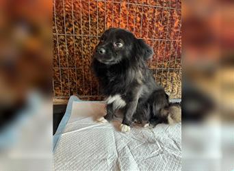 Chio - Spitz-Mischling, Junghund, lieber Rüde, 1,5 Jahre, 28cm, Tierschutz