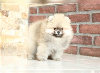 Pomeranian Boo Welpen / Cream /