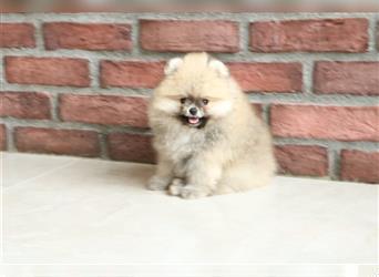 Pomeranian Boo Welpen / Cream /