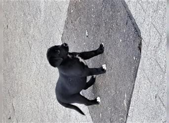 12 Wochen alte Labrador, Bordercolli Huendin,in schwarz weiß abzugeben