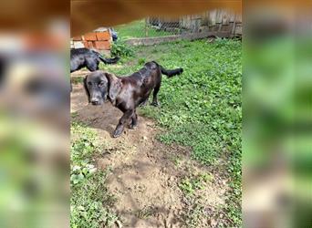 Labrador-Dackel Mischlings Rüde Rudi sucht ein Zuhause für immer
