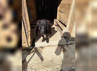 Labrador-Dackel Mischlings Rüde Rudi sucht ein Zuhause für immer